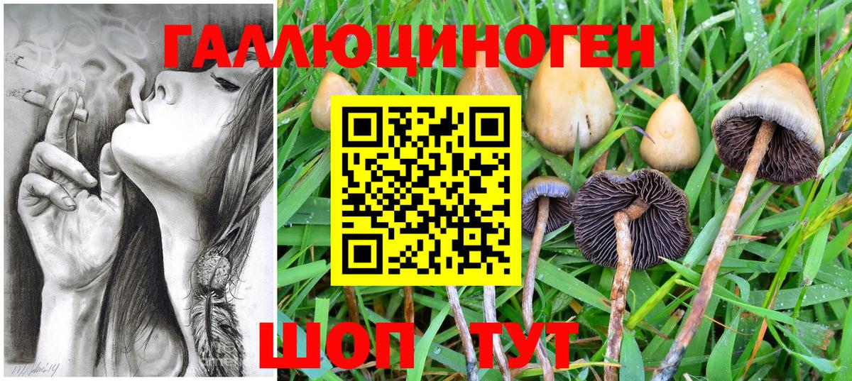 Галлюциногенные грибы Psilocybine cubensis Братск